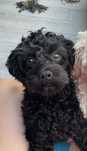 Piesek cavapoo 15-miesięczny