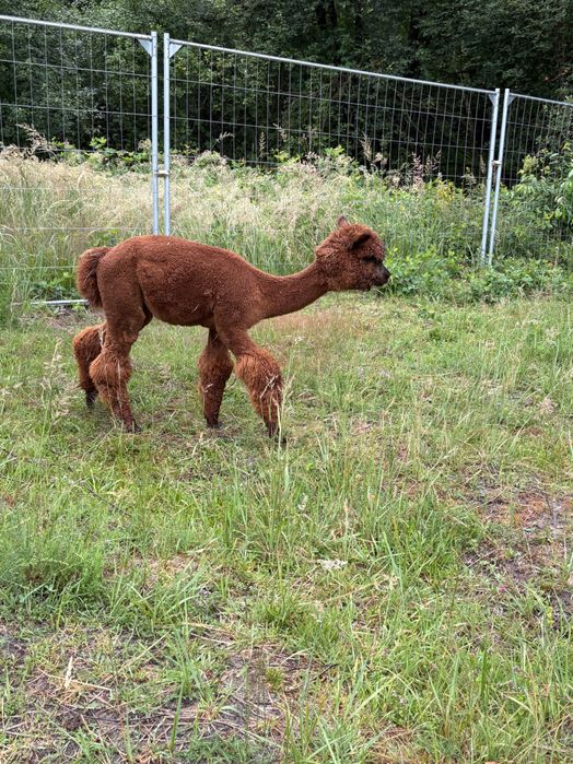 Sprzedam Samice Alpaki