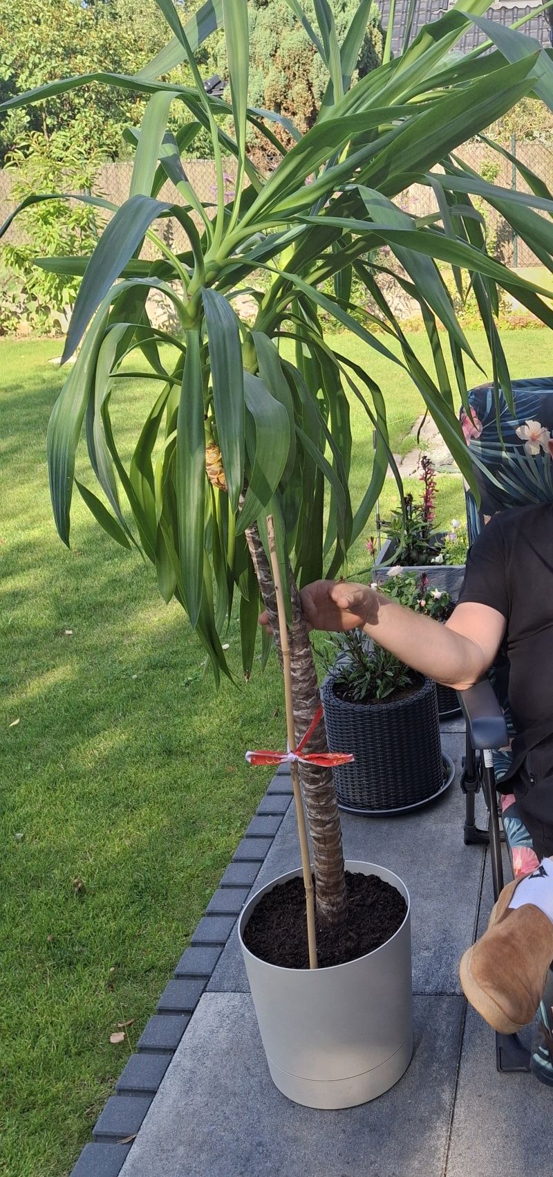 Juka wysokość 180 cm , super do biura lub gabinetu