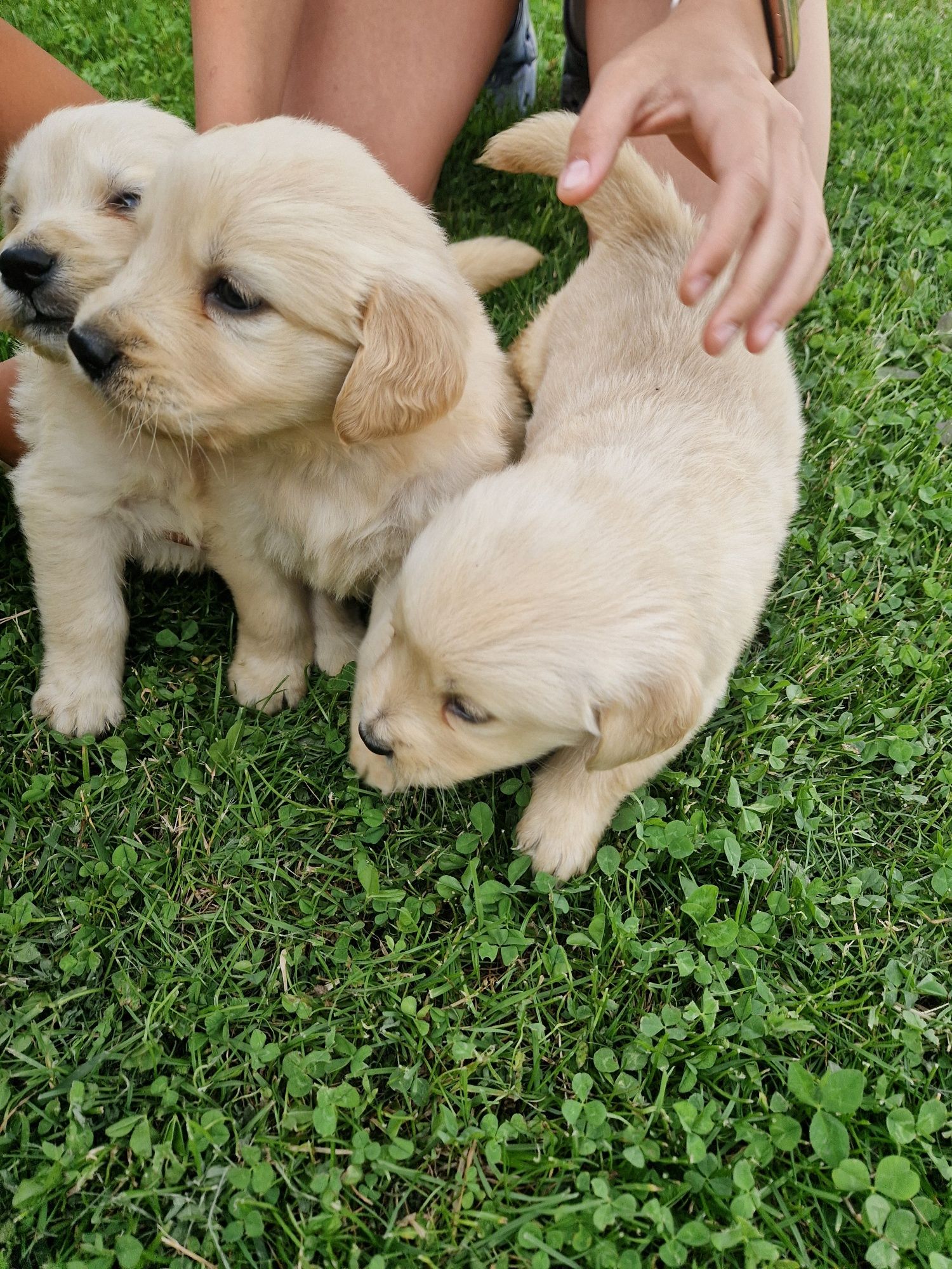 Golden retriever