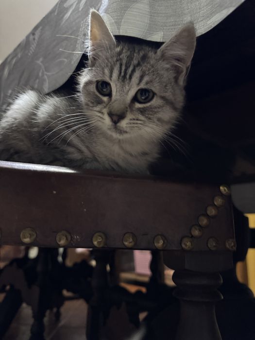 Gatinhos para adoção