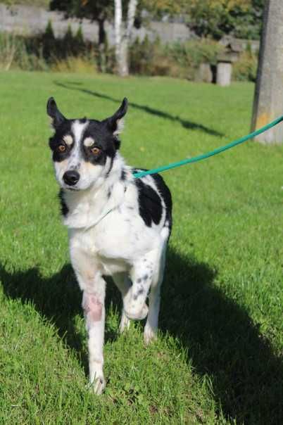 098718 Riko do adopcji