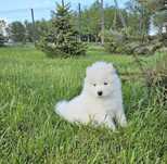 Samoyed ZKWP FCI po pięknych rodzicach