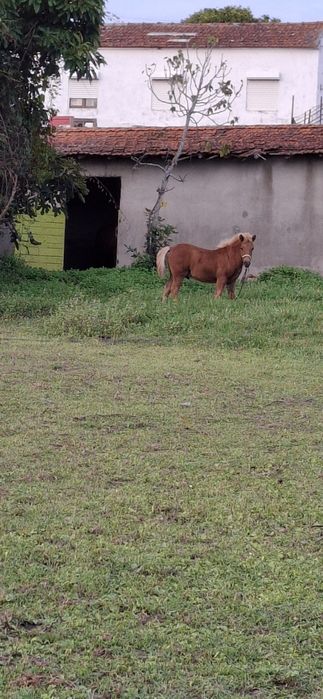 Ponei Shetland macho com 6 meses