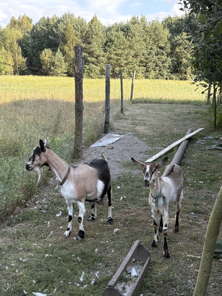 Koza do sprzedania