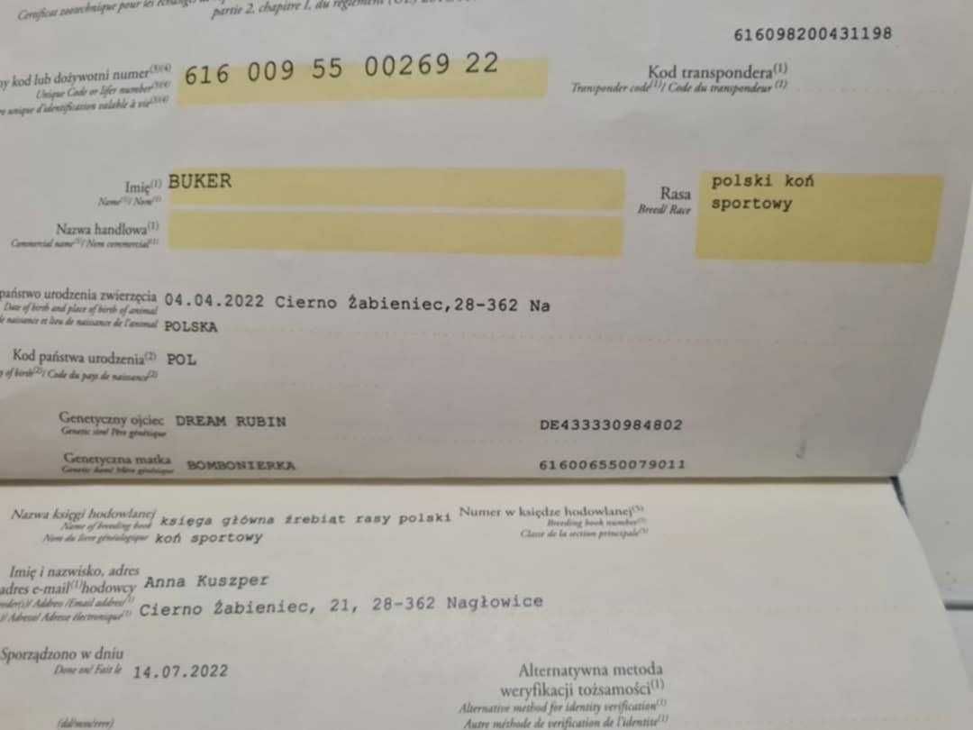 Wałach PKS 3 lata -wstępie zajeżdżony