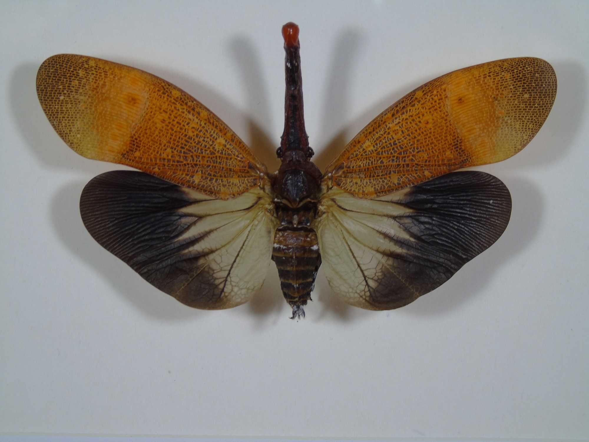Owad w ramce 22x17cm . Pyrops pyrorhyncha .