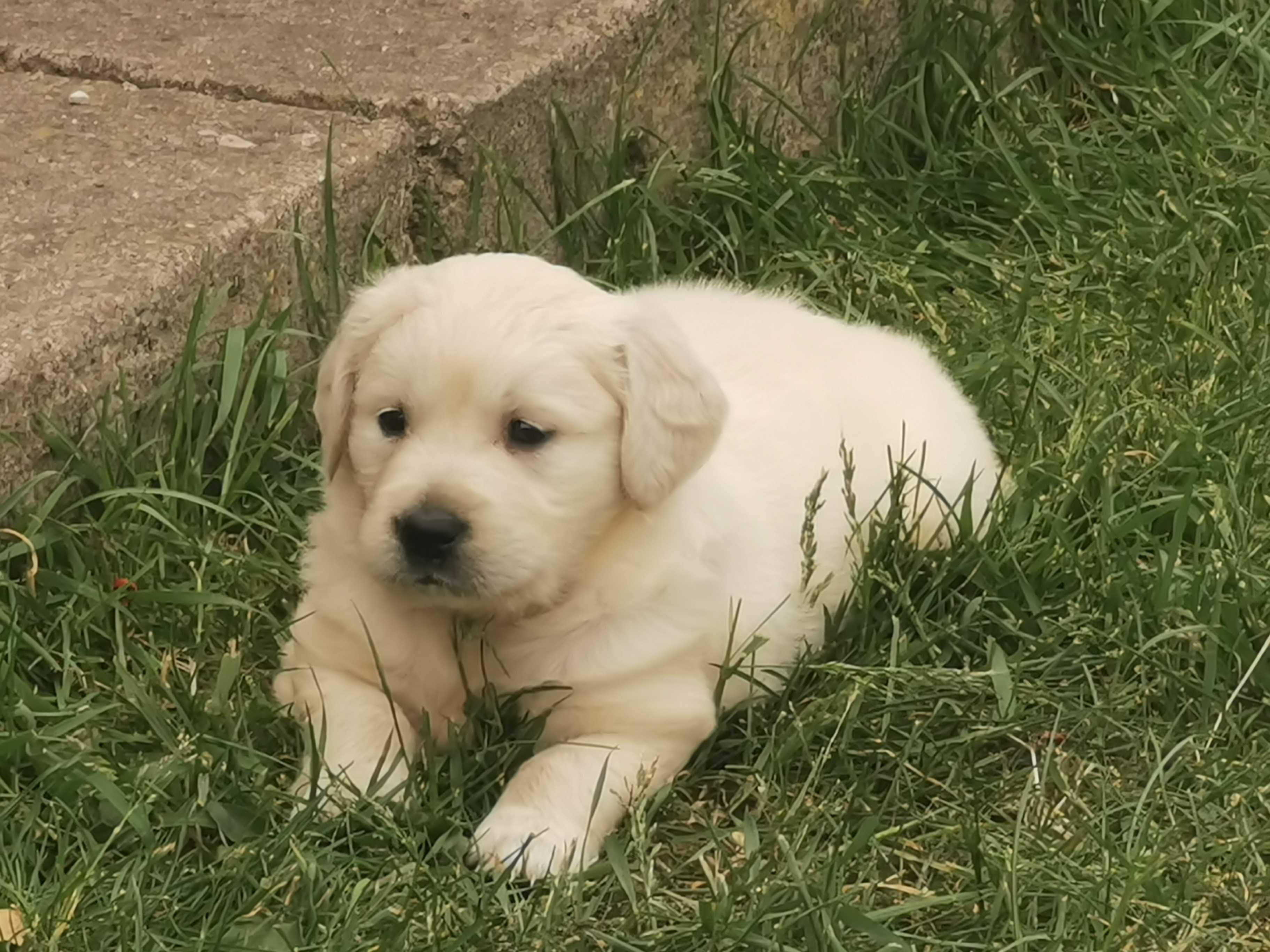 Golden retriever piesek