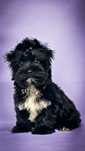 York, yorkshire terrier black Picasso