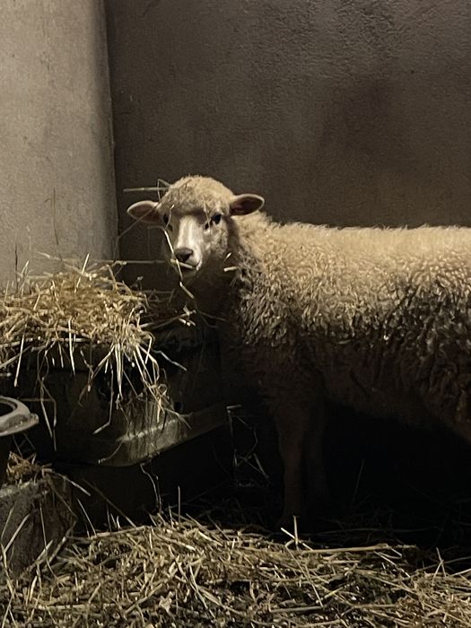 Troco este borrego por uma femea