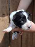 Border collie,  suczka