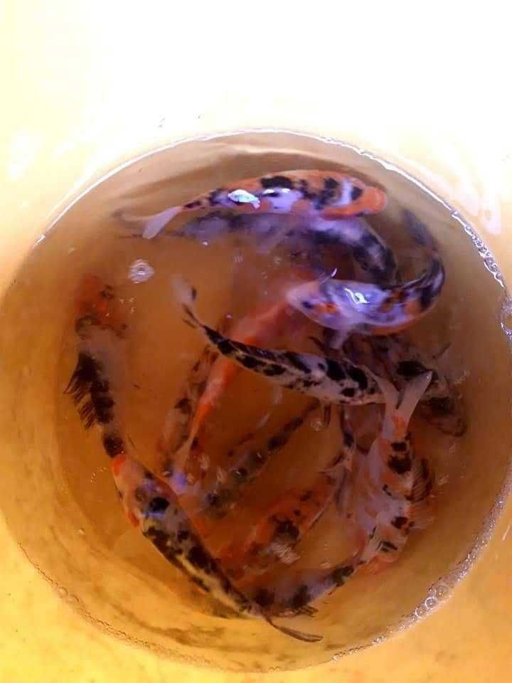 Karaś ozdobny, karp koi