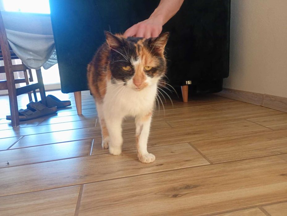 Spokojna, przemiła kotka tricolor szuka domu