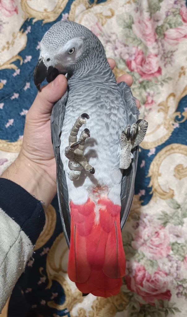 Papagaio cinzento