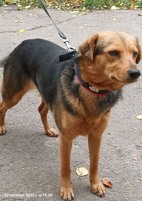 Спасённая девочка ищет дом