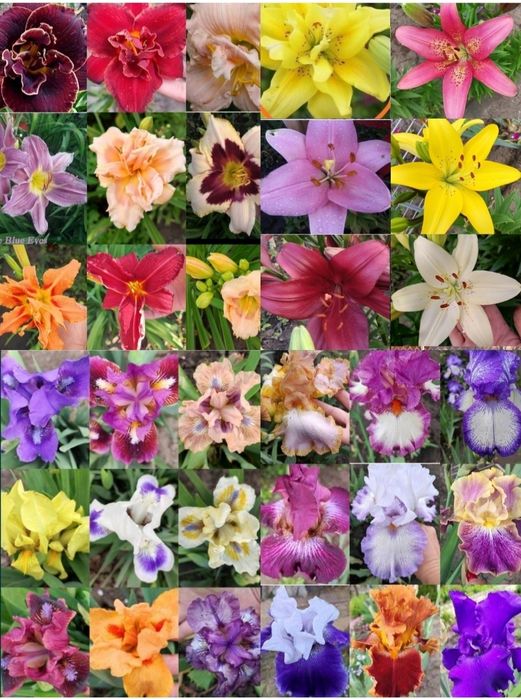 Акебия лиана, жимолость глицини, кампис, роза, мн