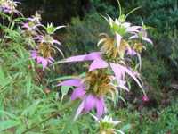 50 sementes de Monarda punctata