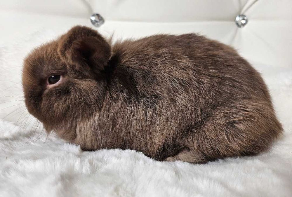 Króliki Mini Lop z genem WHO Likwidacja Hodowli geny zagraniczne