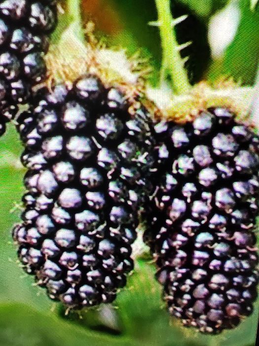 Jeżyna bezkolcowa
kategoria :RÓŻNE » Sprzedam
e-mail :ukryty