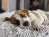 Uroczy piesek Jack Russell FCI – gładkowłosy, metryka ZKwP