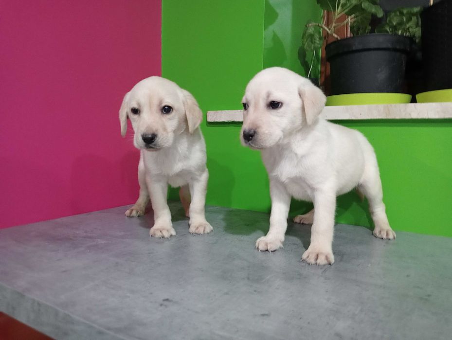 Labrador Retriever biszkopcik