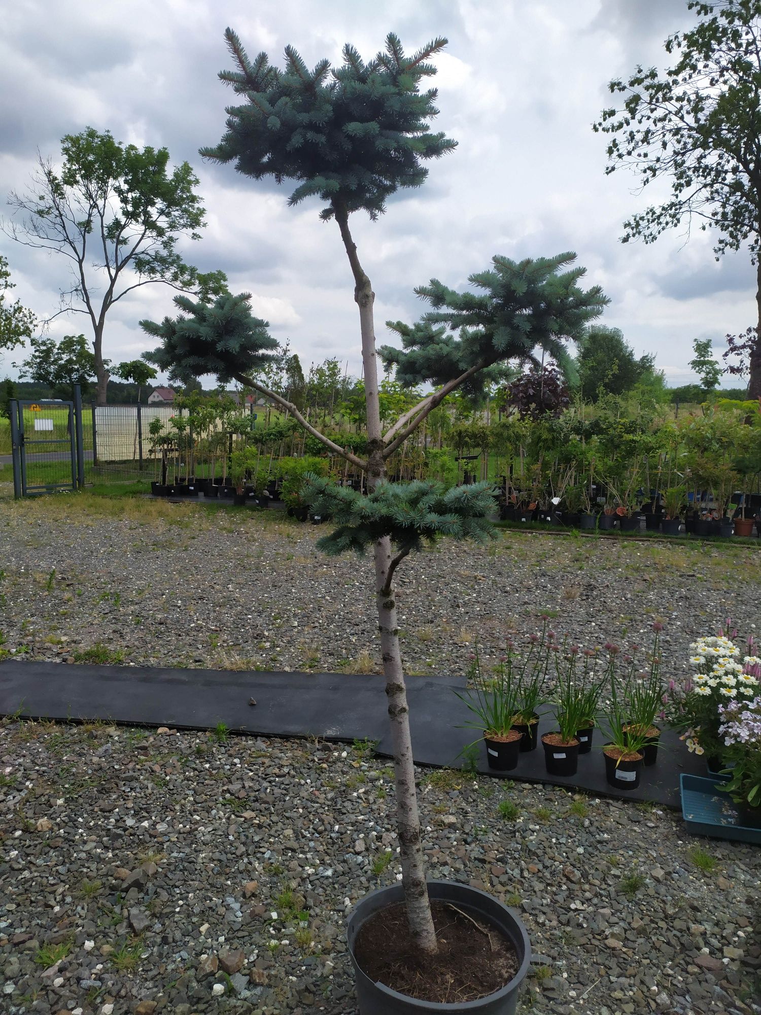 Świerk formowany na bonsai