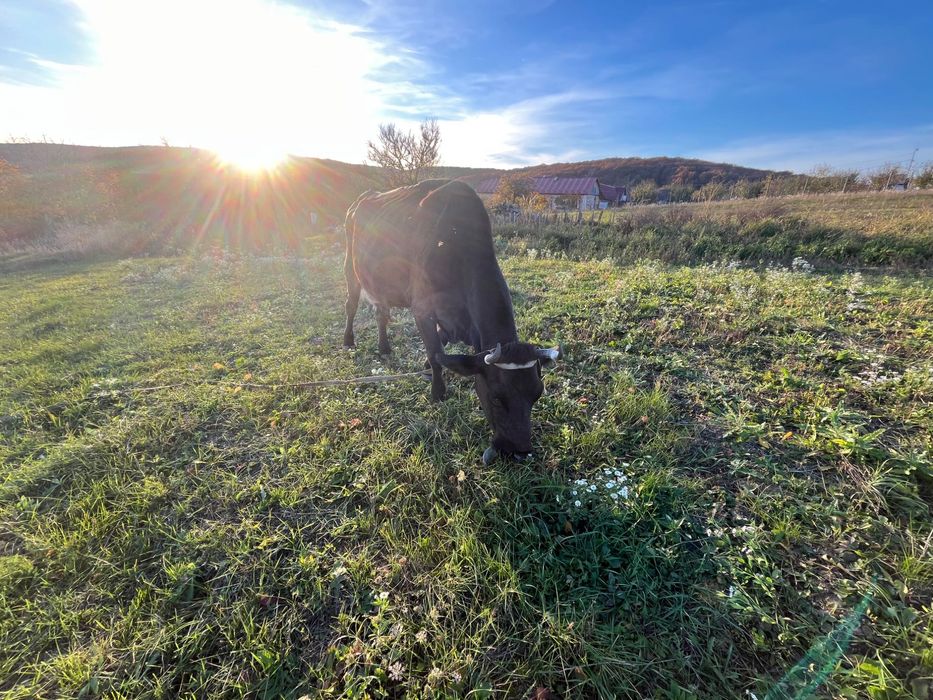 Продам корову 5 років