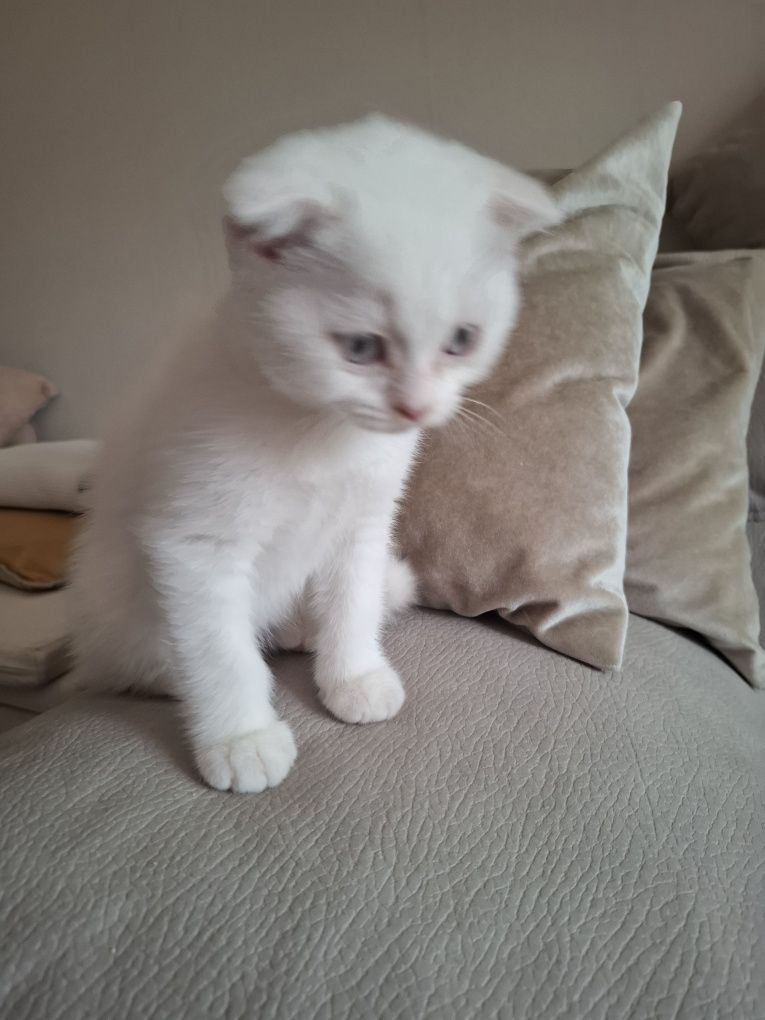 Scottish fold macho