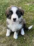 Border Collie suczka soblowa