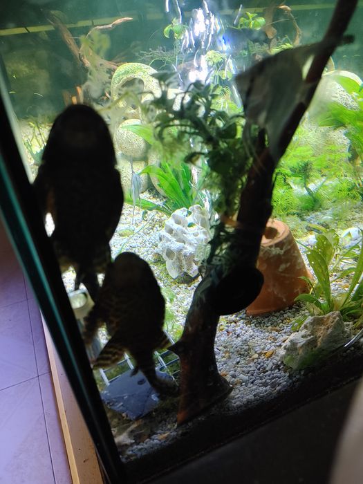 2 Pleco Leopardo