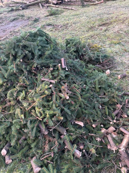 Zrębka gałęzie świer drzewo