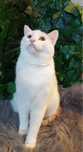 Cudowny Kocurek do adopcji