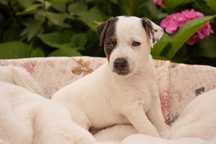 Parson Russell Terrier ZKwP/FCI- piękny piesek