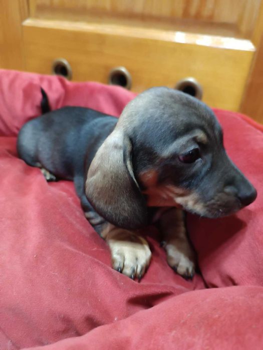 Jamnik krótkowłosy