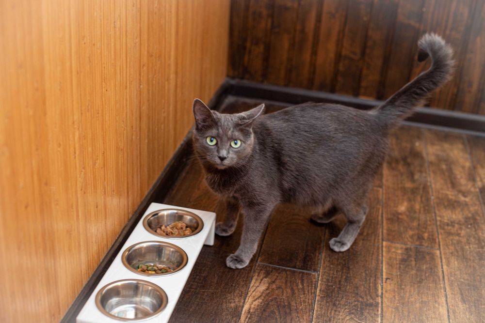 ПІДСТАВКА зі штучного каменю з мисками для котів