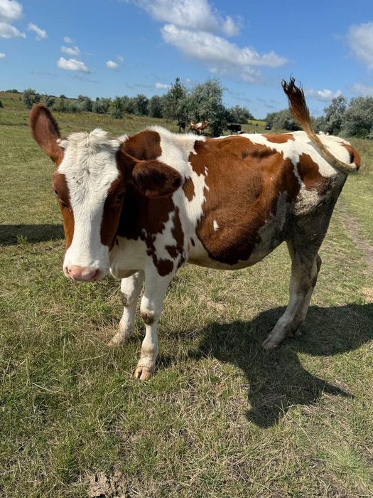Продам молоду теличку