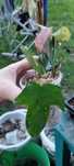 zestaw roślin: philodendron(2szt), scindapsus