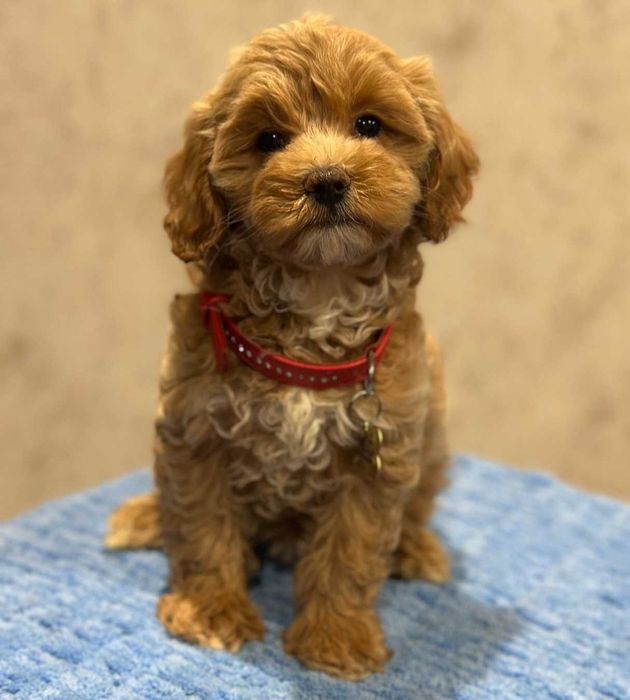 Девочка мальтипу Ф - 1. Карамель.