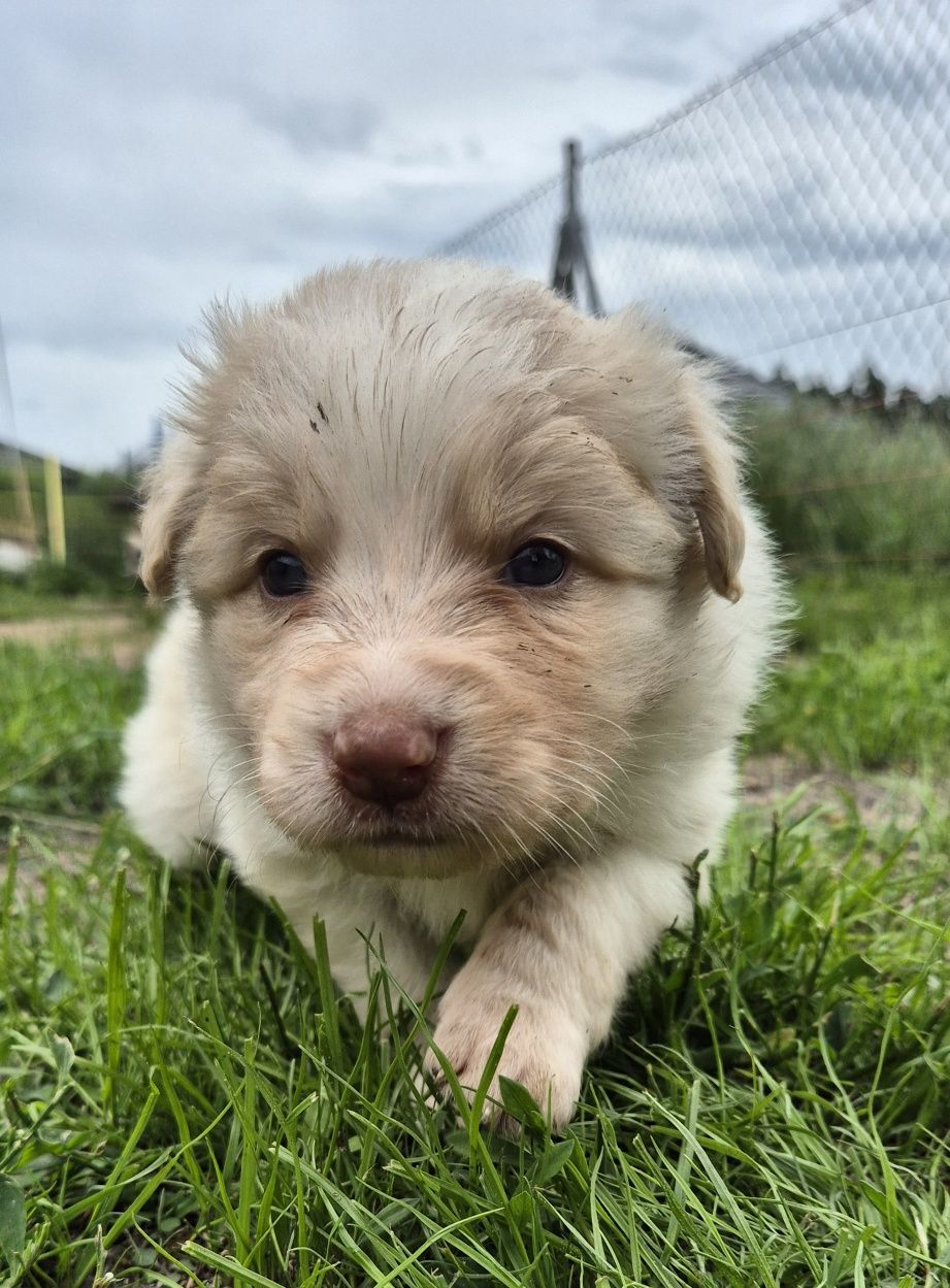 Border collie ee red