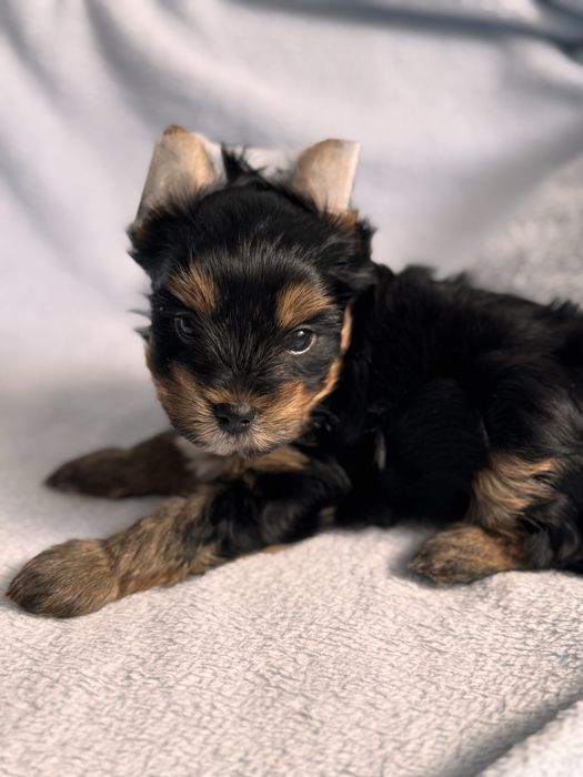 Yorkshire terrier piesek uci