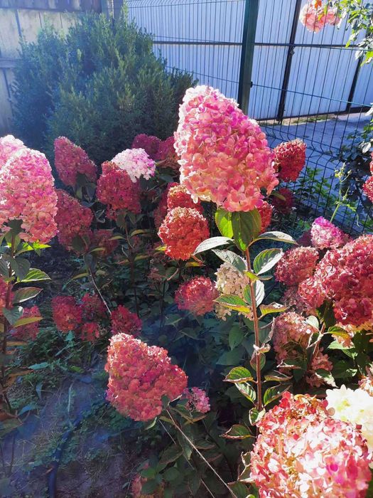 Гортензія Поляр ведмідь Лідія самарська Сільва доларс Фантом Анабель