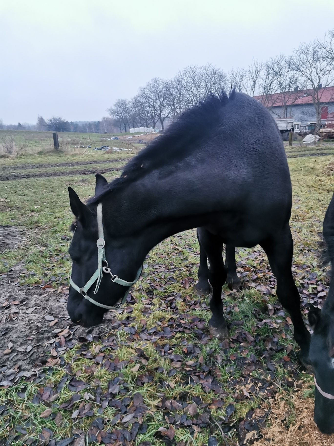 Sprzedam klacz rasy Śląskiej