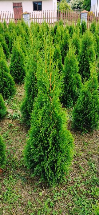 Tuje szmaragd 100-200+ cm, thuje brabant, transport sadzenie, p9