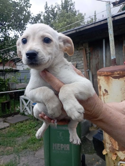 Віддам цуценят в добрі руки.