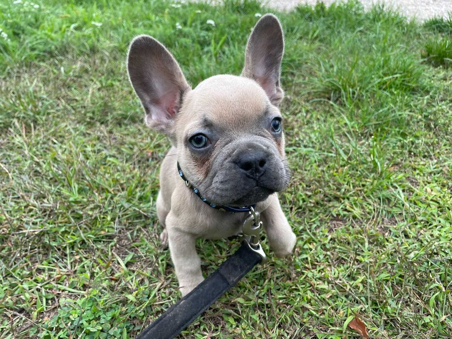 Buldog Francuski, pies Buldoga Francuskiego nie SUKA