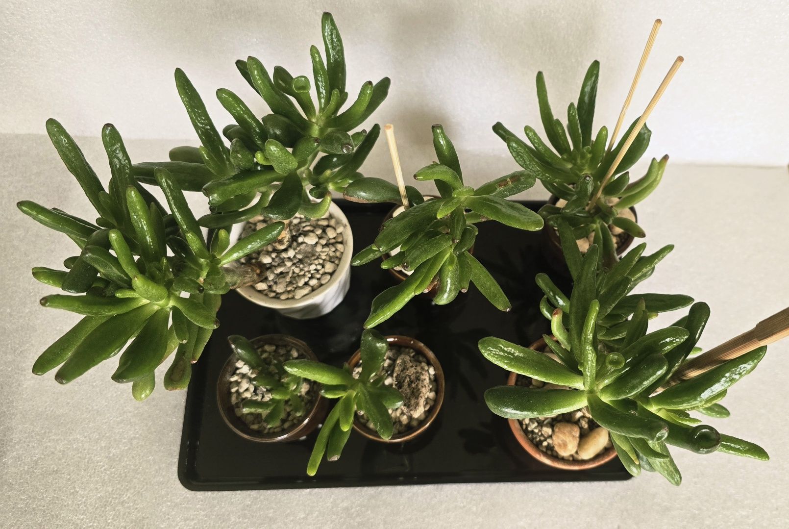 Grubosz crassula golum hobbit ucho Shreka drzewko szczęścia bonsai