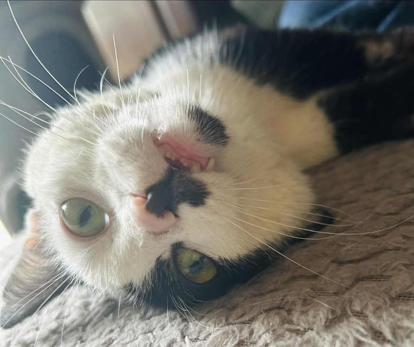 Kostek czekam na dom