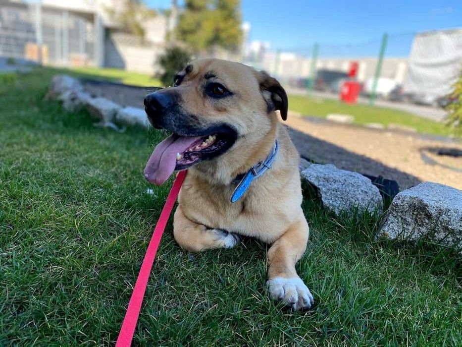 Tolek - przyjazny w stosunku do ludzi, ale trochę nieufny