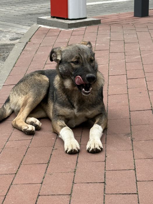Лапа шукає дім цуценя щенок собаксука в добрі руки самка стерилізована
