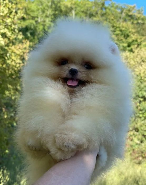 Пупсики Малыши мимишки